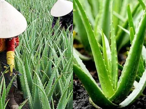 Nghề lạ ở Việt Nam: Trồng cây nha đam – “lộc trời” từ cây dại thành đặc sản giải nhiệt mùa hè
