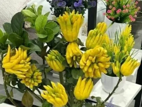 Tổ tiên chỉ ra 3 loại cây trồng trên ban công giúp tiền tài dồi dào, giàu sang phú quý