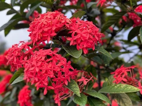 Tổ Tiên nói: Nhà có 5 cây này nở hoa, gia đình không giàu cũng vượng, 5 cây đó là gì?