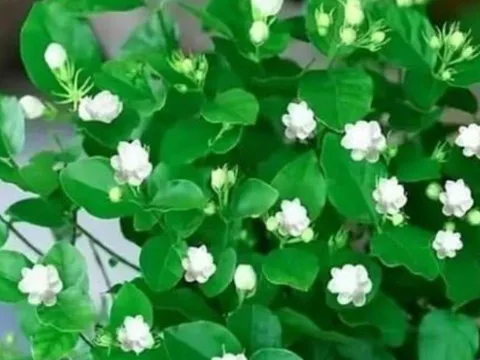 Top cây trồng trong nhà dễ chăm, xanh mát quanh năm: Lọc không khí sạch, giúp tinh thần minh mẫn