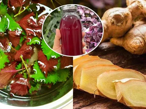 Vì sao uống nước lá tía tô nên thêm gừng?