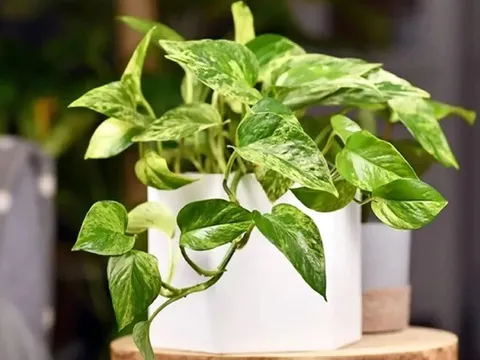 Người thuộc 3 mệnh này trồng cây trầu bà là ‘gánh lộc’ về nhà