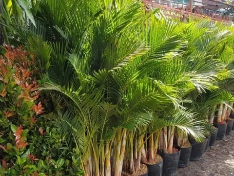 Trồng 4 loại cây phong thủy này, con cháu hưởng phúc lâu dài, gia đình bình an và sung túc