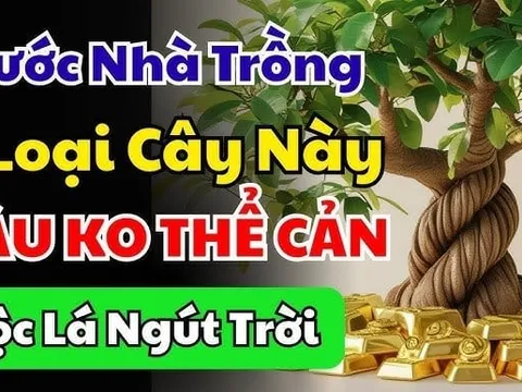 4 loại cây chiêu tài đón lộ: Trồng trước cửa nhà nào nhà đó giàu có, 10 nhà giàu thì 9 nhà có
