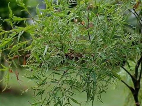 Cây đinh lăng - ‘Thần giữ của’: Trồng đúng vị trí trong nhà để tiền tài vào như nước