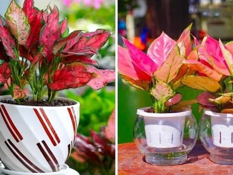 Mệnh Hỏa cứ trồng cây này: Phúc khí dâng cao - Tiền Tài không thiếu, lợi 3 trong 1