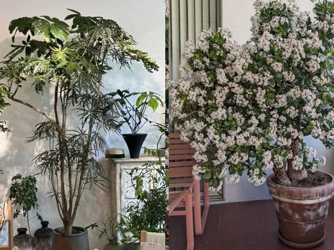Người xưa dặn: "Trồng 3 cây cảnh trong phòng khách, con cháu thịnh vượng muôn đời", đó là cây gì?