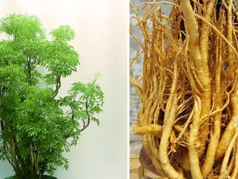 Trồng cây đinh lăng bao nhiêu tuổi là tốt nhất? Mẹo chọn đinh lăng đảm bảo dược tính