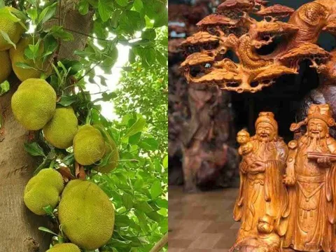 Vì sao người xưa dùng gỗ mít làm tượng thờ, đồ thờ, xây đình chùa nhưng lại kiêng trồng cây mít trước nhà?