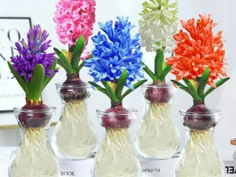 4 cây phong thủy trồng thủy sinh này, càng xanh tươi gia chủ càng phát tài, phát lộc