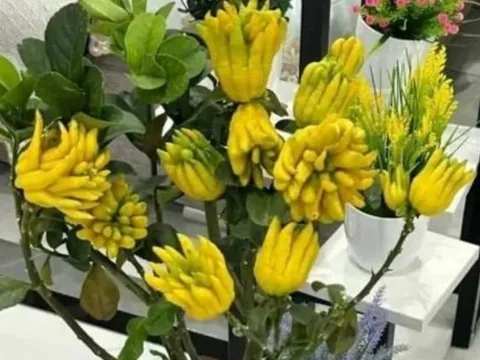 Tổ tiên chỉ rõ 3 loại cây phải trồng trên ban công: Giàu sang phú quý, tiền vào như nước