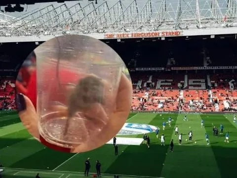 Fan Sunderland “bắt chuột” ngay trên khán đài Old Trafford