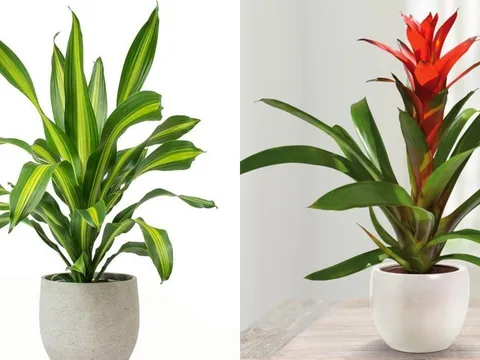 5 loại cây chiêu tài nạp lộc, đặt đúng chỗ tài vị tiền tài tự tìm đến với gia chủ