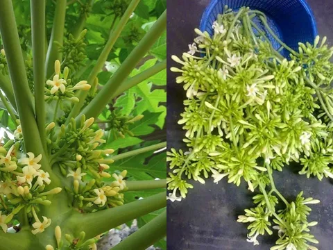 5 người này dùng nhhiều Hoa Đu Đủ Đực là hại hơn lợi, đừng ham