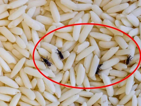 Mẹo bảo quản gạo không bị mọt, để lâu vẫn thơm ngon