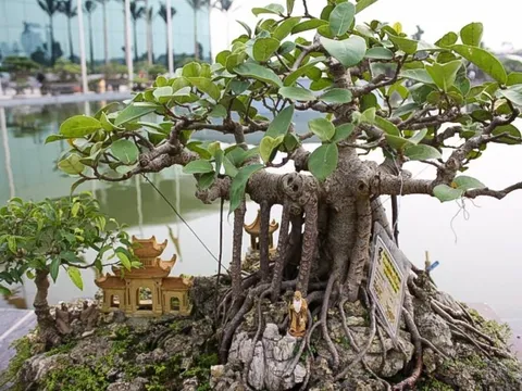 Nhà giàu không bao giờ trồng 5 loại cây phong thủy này, vừa tiêu tán tài lộc, vừa rước bệnh