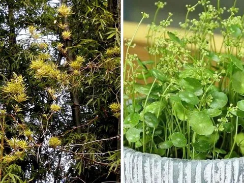 Thấy 4 cây này ra hoa đừng vội mừng: Đây là điềm báo vận xui đang cận kề