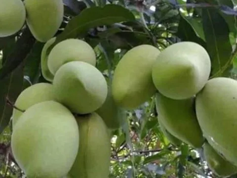 Trồng 4 loại cây trước nhà giúp giữ vượng khí, tụ lộc, gia chủ phất lên như diều gặp gió