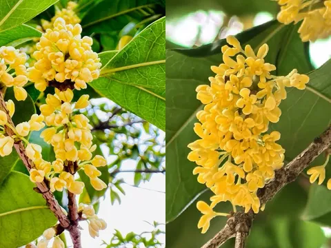 Vi sao người giàu thích trồng cây mộc hương trong sân nhà?
