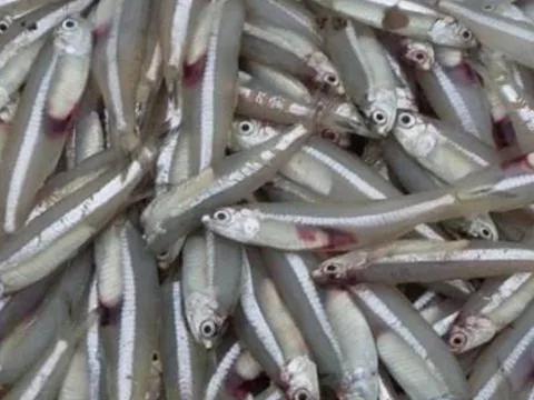 7 loại cá nên mua ngay khi gặp ở chợ: Bổ dưỡng ngang nhân sâm, tổ yến, lại an toàn không hóa chất