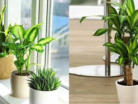 Dù nhà có nghèo đến mấy, cũng nên đặt cây xanh ở những vị trí này để đổi vận, càng ở càng giàu có