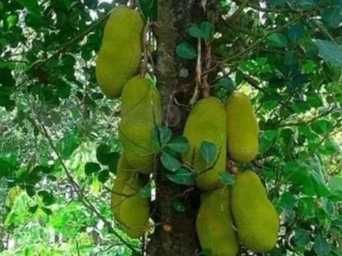 Trồng 4 loại cây phong thủy trước nhà giúp giữ vượng khí, hút tài lộc, gia chủ giàu sang phú quý
