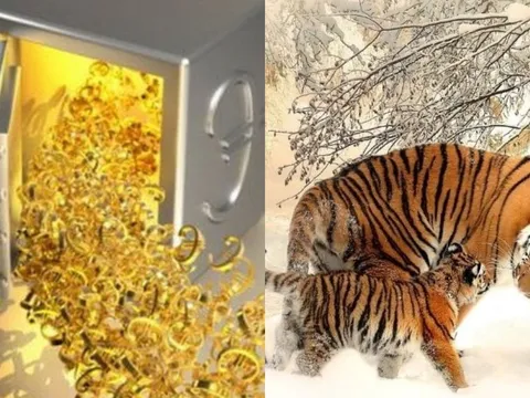 15 ngày (từ 15-30/10) vận đỏ phủ kín: 3 con giáp càng làm càng giàu, tiền đẻ ra tiền, Tết tiêu không hết