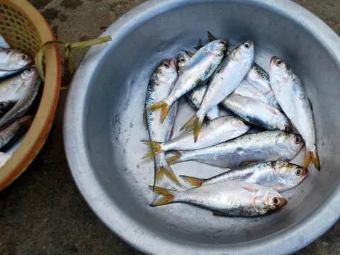 Loại cá ăn được cả xương, thịt mềm bổ dưỡng