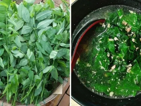 Tài sao bạn nên vò rau ngót trước khi nấu?