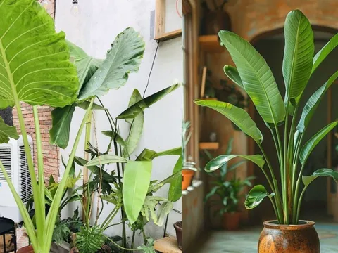 Tại sao phong thủy thích cây lá to hơn cây lá nhỏ? Bí mật của năng lượng thịnh vượng trong không gian sống