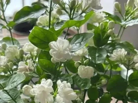 5 loại cây cảnh mang điềm xấu, tuyệt đối không nên trồng trong nhà kẻo rước xui xẻo