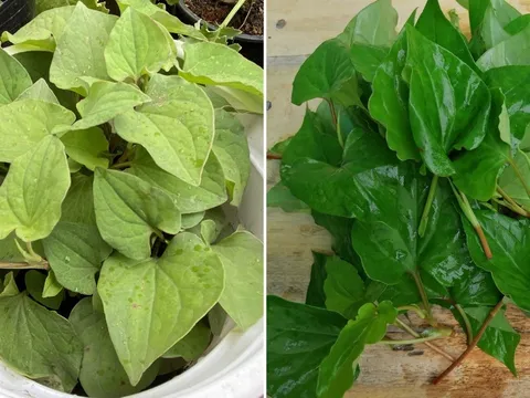 Loại nước lá tốt cho người bị viêm xoang, chợ nào cũng có