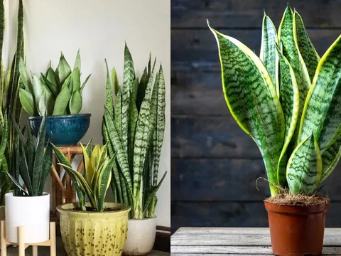 Người thuộc 2 mệnh này trồng Cây Lưỡi Hổ, lộc đến ngập nhà