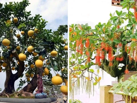 Ông bà dặn: “Trồng cây là gieo phúc”: 5 cây ông bà trồng con cháu hưởng phúc thịnh vượng, bình an
