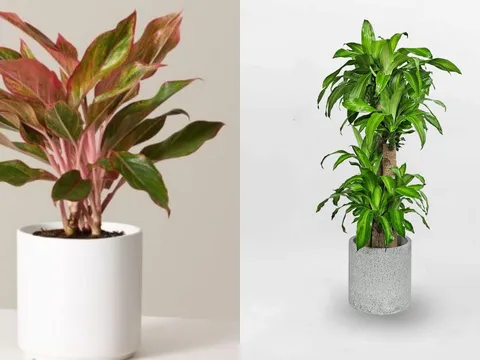 Đặt đúng 4 loại cây này trong nhà, Thần Tài gõ cửa, tiền vào như nước, cả năm phú quý đủ đầy