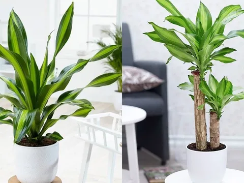 Người thuộc 2 mệnh này trồng cây Thiết Mộc Lan là mang vàng vào nhà, hút lộc cực đỉnh
