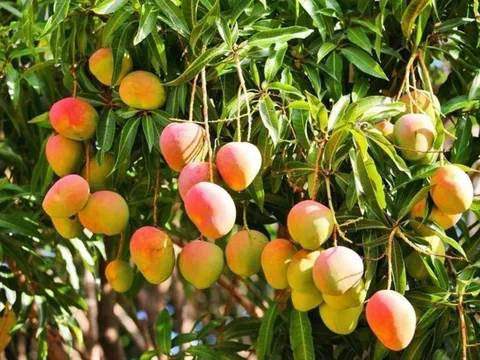 Theo phong thủy, trồng cây xoài trước nhà có tốt không?