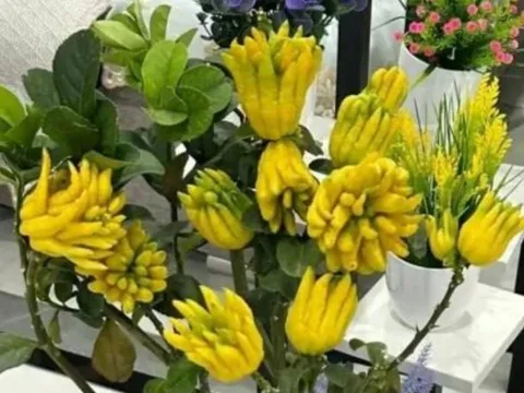 Tổ tiên dạy: Trồng 3 loại cây này ở ban công, tiền vào như nước – nghèo mấy cũng nên có!