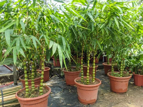 Trồng 3 loại cây “gác cổng” này, để hóa giải vận xui, chiêu tài giữ lộc cực tốt