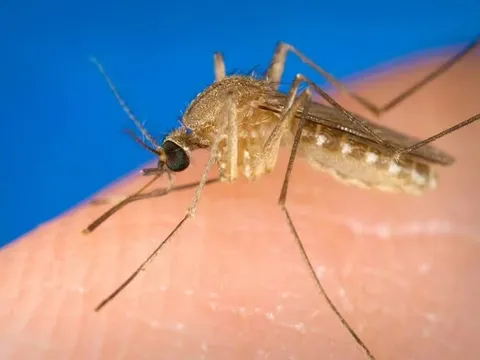 Virus lạ do muỗi truyền qua người khiến 63 người tử vong: 7 triệu chứng giống cúm nhưng cực nguy hiểm