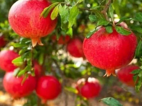 4 loại cây phong thủy hút tài lộc: Càng trồng càng giàu, chặt đi là mất hết