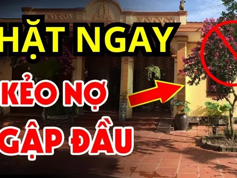 Chặt 3 cây ngoài sân, gỡ 4 vật trong nhà: Gia chủ đổi vận dễ giàu to