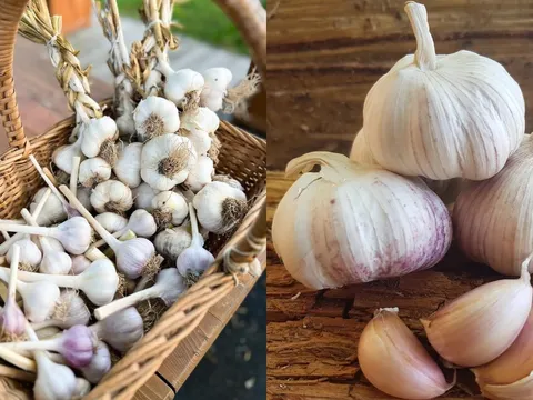 Đầu bếp chỉ mẹo bảo quản tỏi không cần tủ lạnh, để nửa năm vẫn tươi ngon