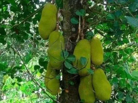 Trồng 4 loại cây này trước nhà giúp giữ vượng khí, tụ lộc trời ban – Gia chủ giàu sang, phất lên như diều