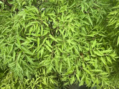 Người thuộc 3 mệnh này trồng cây Đinh Lăng, lộc đến ào ào, tiền vào như nước