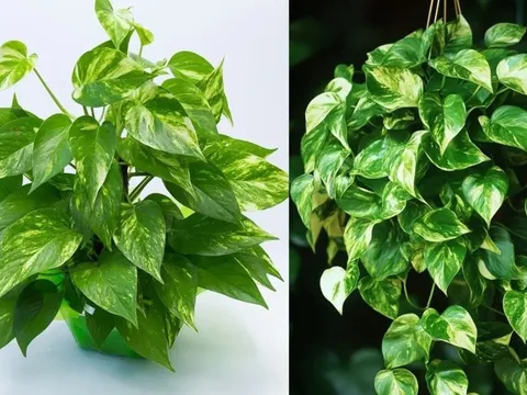 Trồng cây trầu bà trong nhà rước tài chiêu lộc nhưng hãy chú ý điều này kẻo họa tới