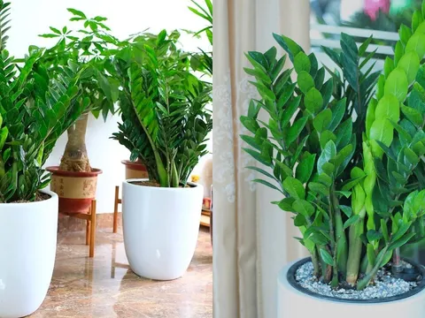 Đặt cây Kim Tiền vào đúng vị trí này, tài lộc mới đến nhà