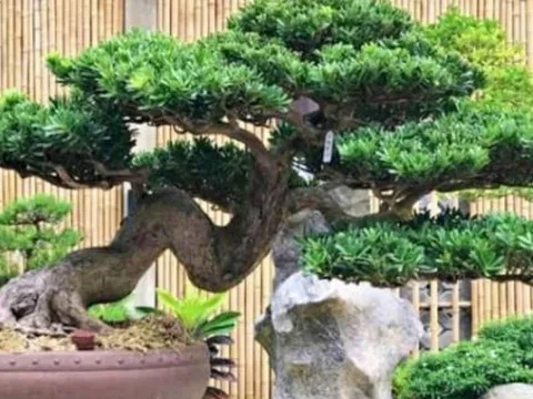 Loại cây người nghèo chê bỏ, người giàu thích trồng: Càng trồng càng giàu
