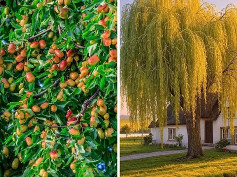 Người xưa dặn: "Không chặt 2 cây, rủi ro không vào, đói nghèo không đến", là cây gì?