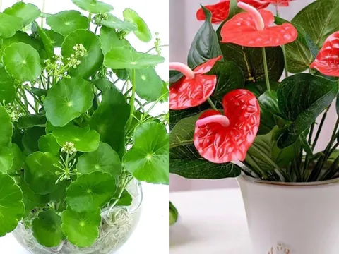 Nhà có 1 trong 5 loài cây này, Thần Tài gõ cửa, phúc lộc tràn đầy quanh năm